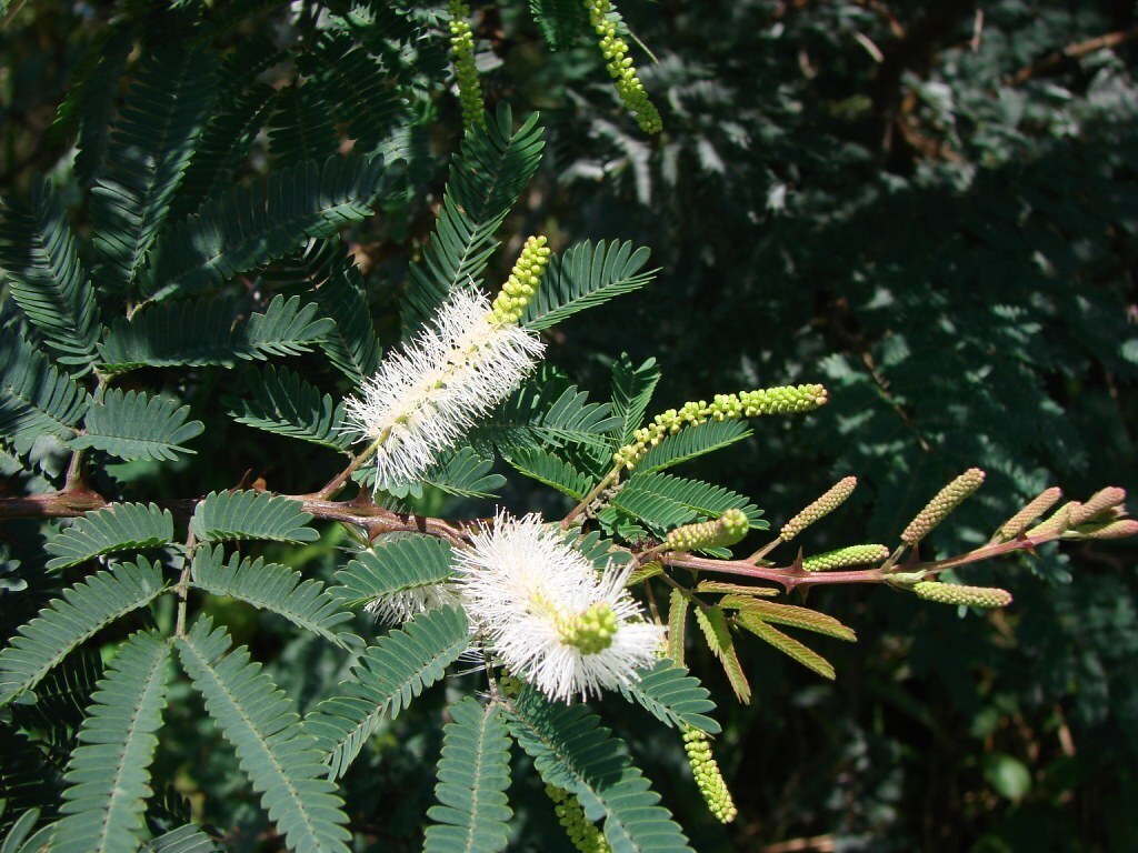 Folhas de jurema preta.