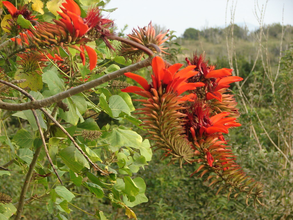 Flor de mulungu.