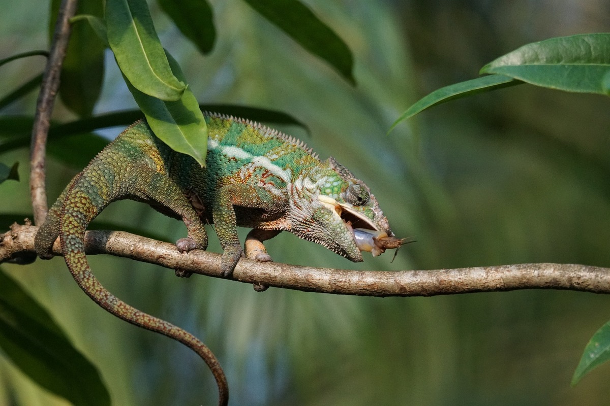 Camaleão comendo um inseto.