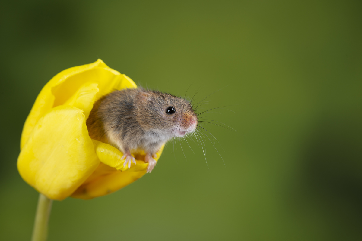 Camundongo pequeno filhote em flor