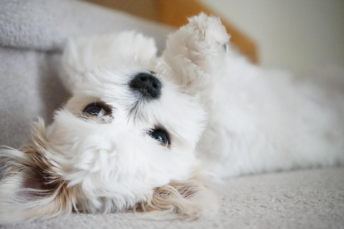 Cachorro branco de porte pequeno deitado com as patas para o alto.