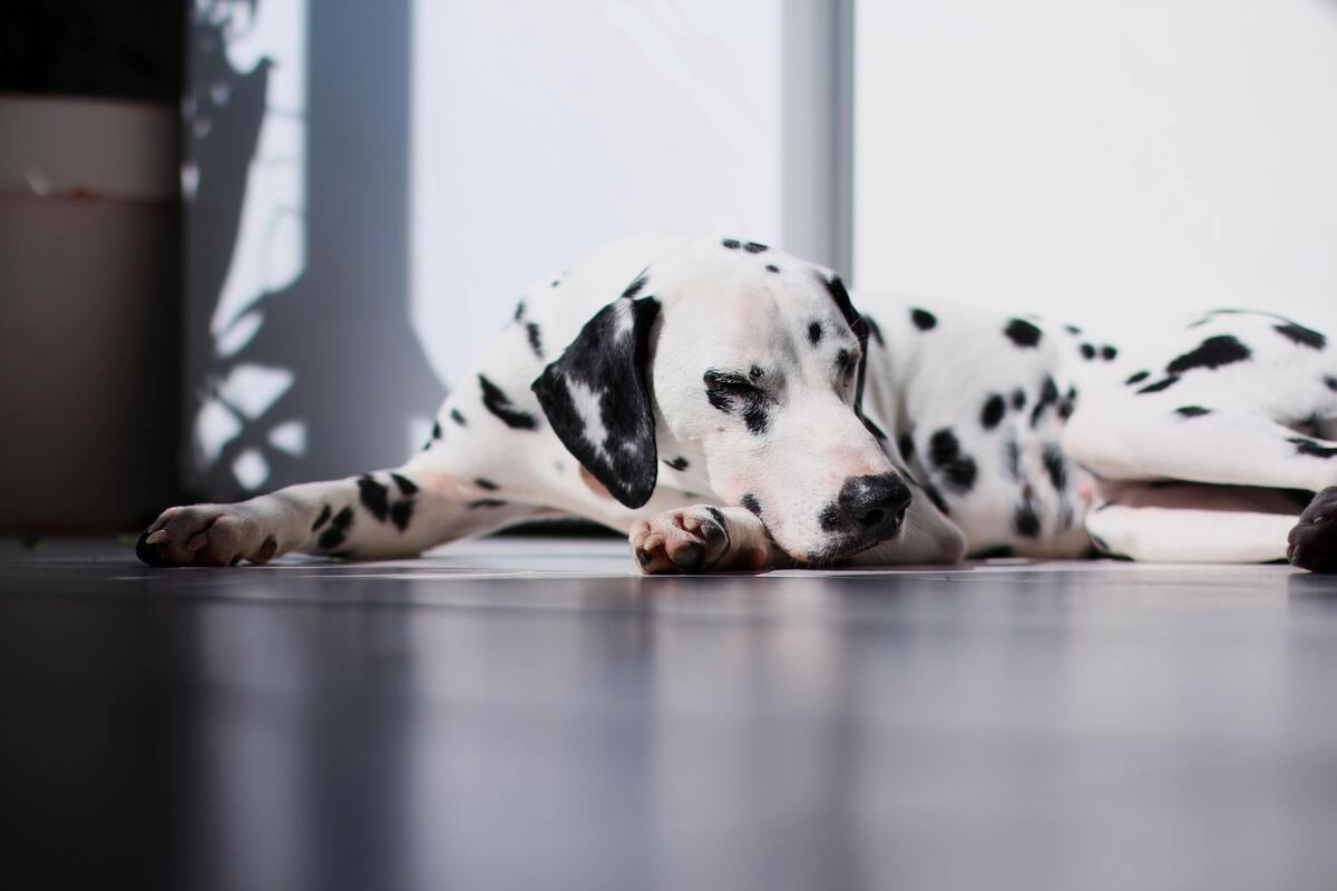 Cachorro dálmata deitado no sol.