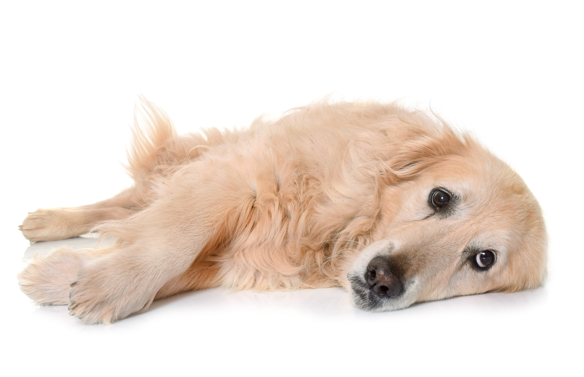 Cachorro bege com olhos tristes