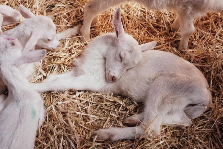 Cabrito dormindo