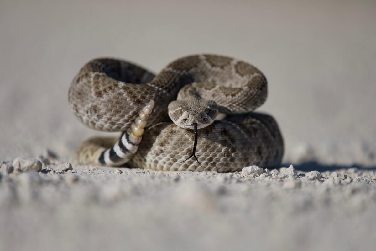 Cobra enrolada em um chão de pedra.