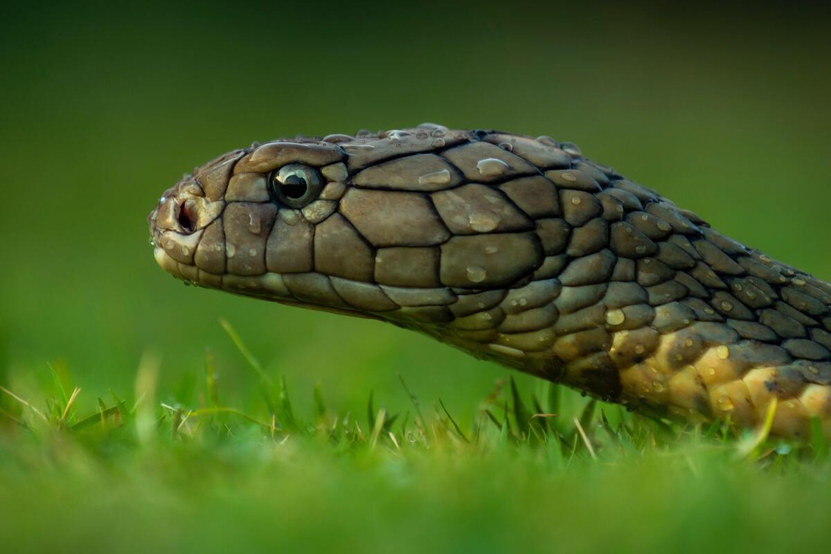 Cabeça de cobra em um campo gramado.