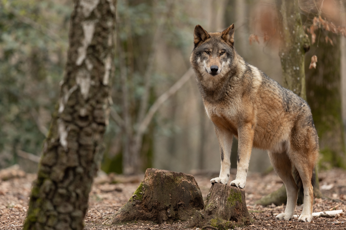 Lobo apoiado sobre tronco de árvore em meio à floresta.