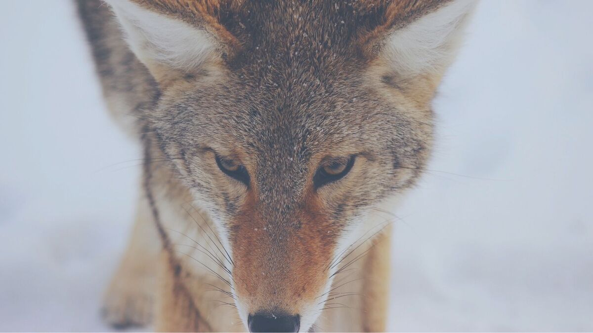 Lobo olhando para frente.