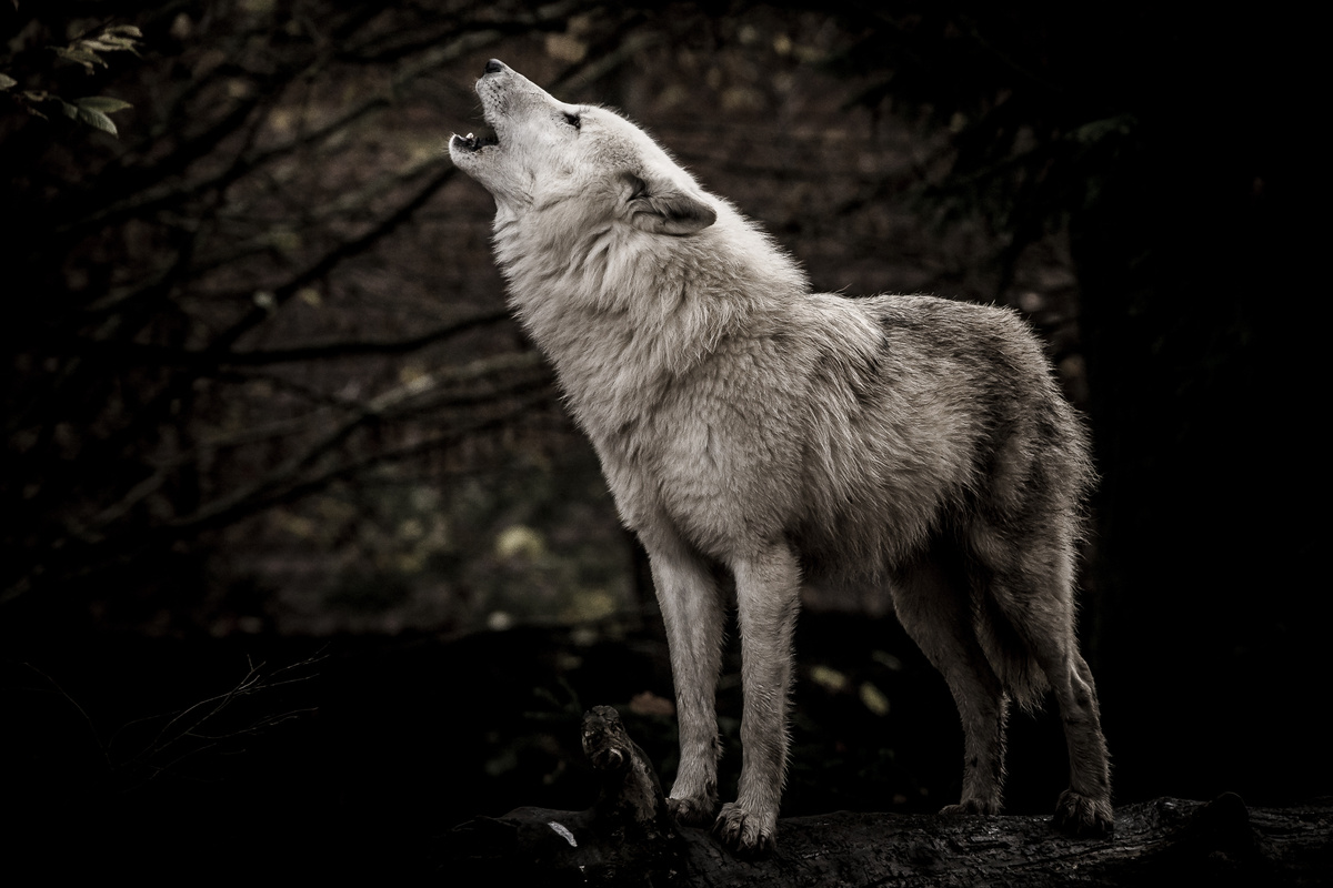 Lobo uivando em floresta.