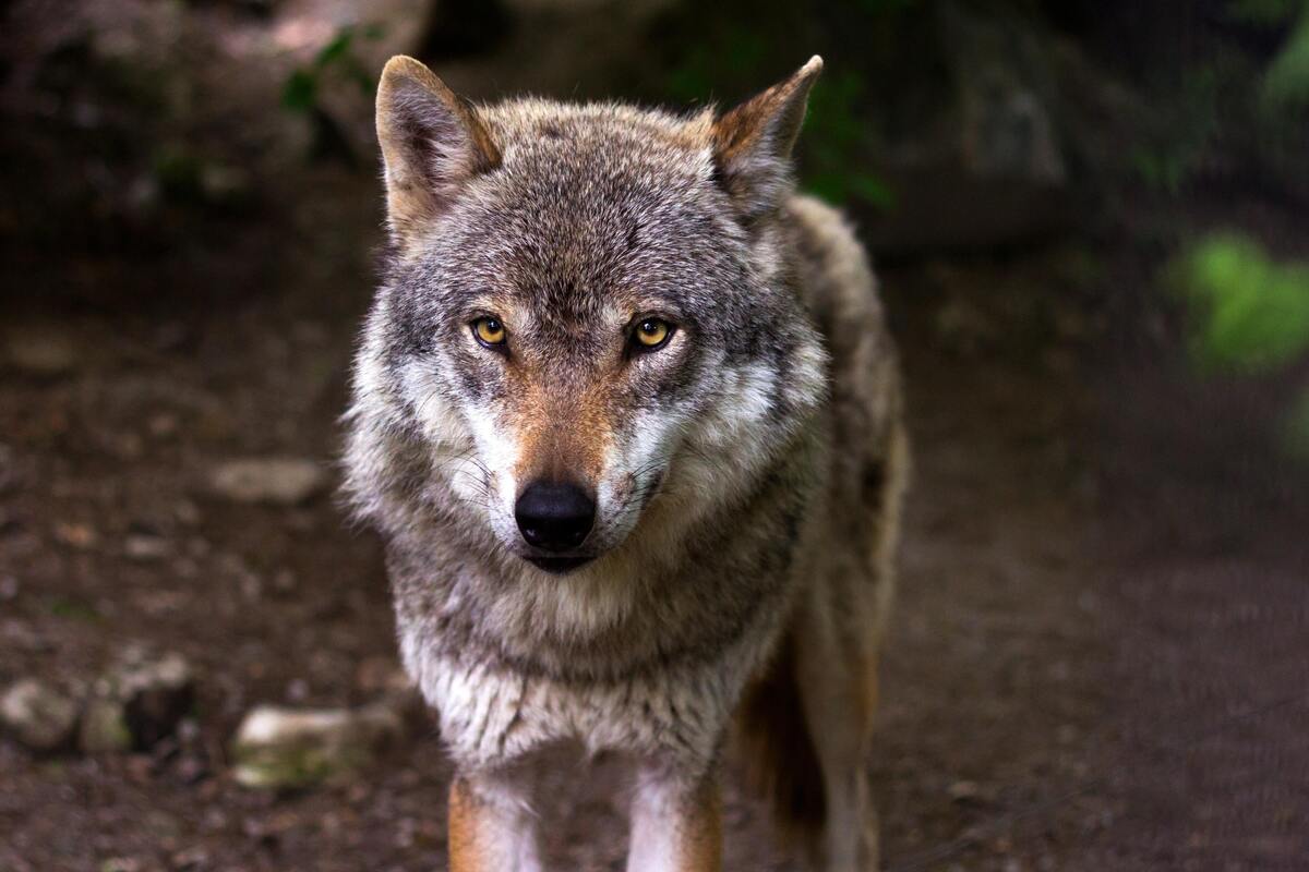 Lobo caminhando em floresta.