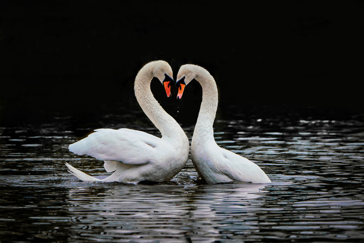 Cisnes fazendo um coração