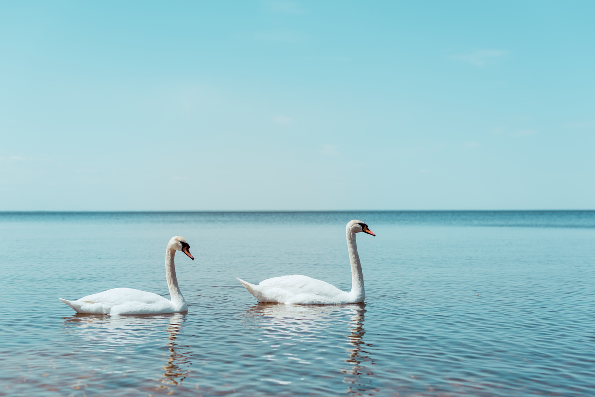 Cisne em água de rio