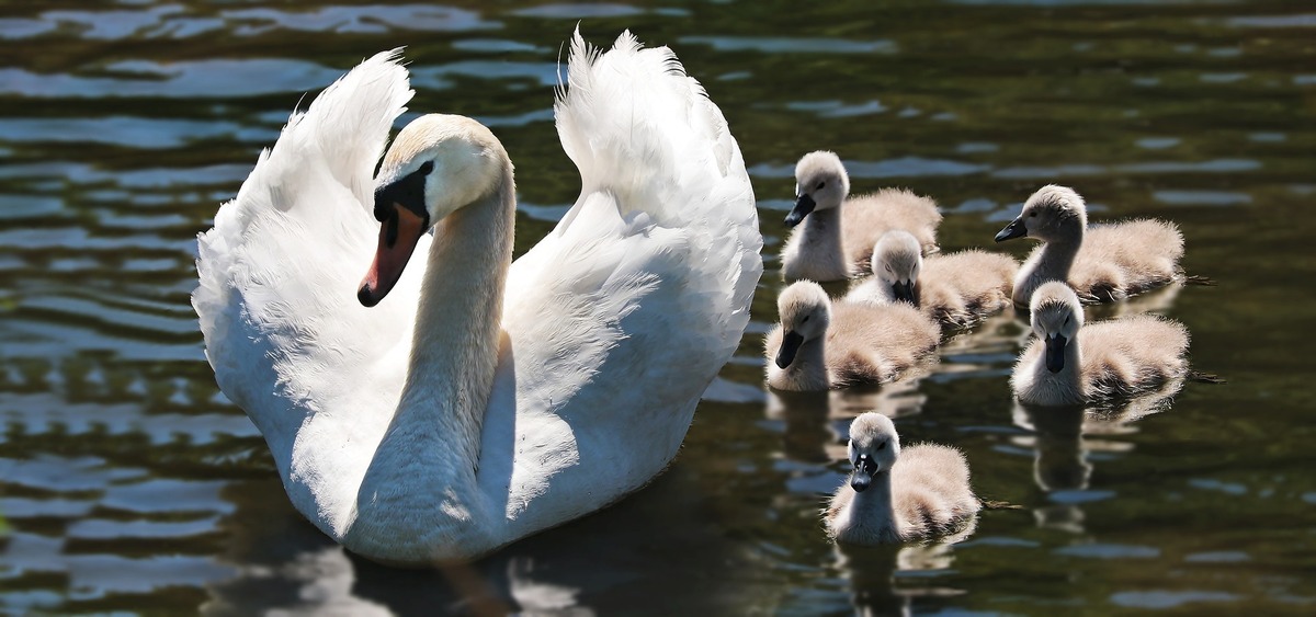 Cisne nadando com filhote