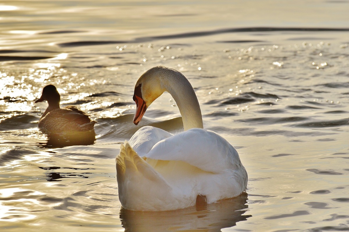 Cisne nadando