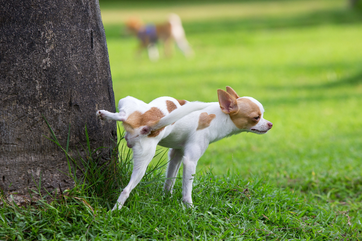 Cachorro fazendo xixi numa árvore.