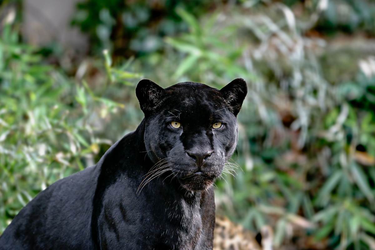 Pantera negra sentada em meio atrás de mato verde e alto.