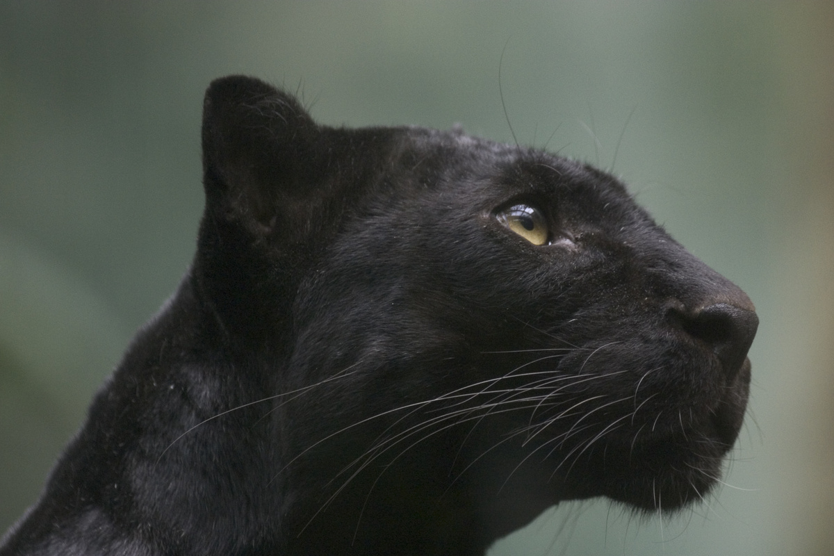 Lateral de focinho de pantera negra enquanto ela olha para cima.