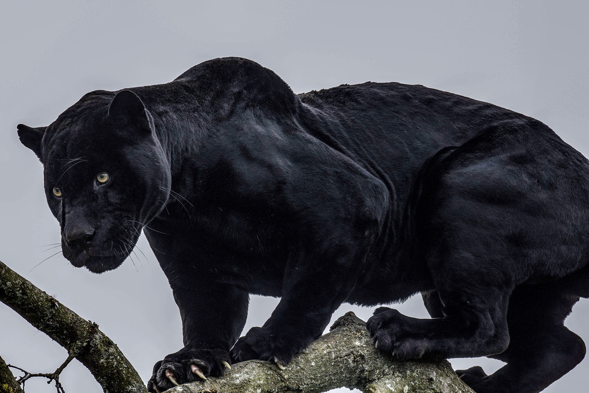 Pantera negra em cima de galho de árvore enquanto olha para baixo.