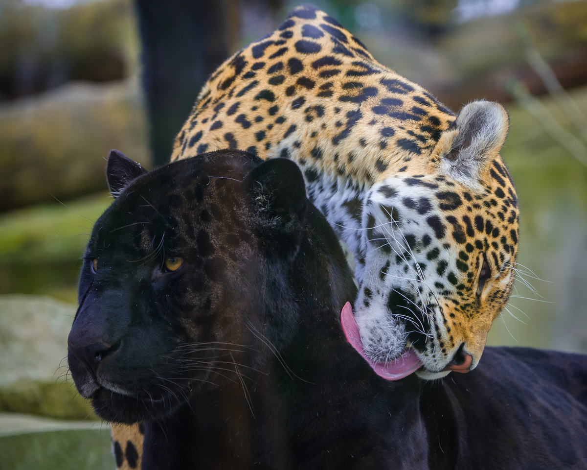 Filhote de tigre lambendo pantera negra.