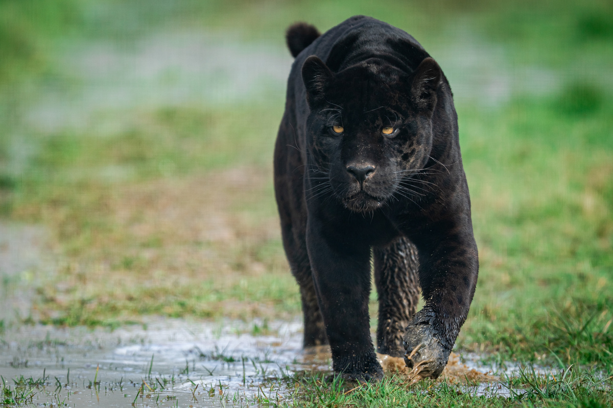 Pantera negra caminhando lentamente em poça de água com musgo.