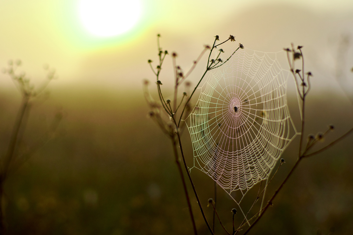 Teia de aranha presa em galhos ao ar livre.