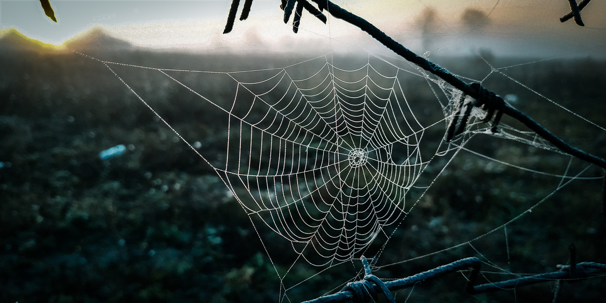 Teia de aranha presa em galhos ao ar livre.