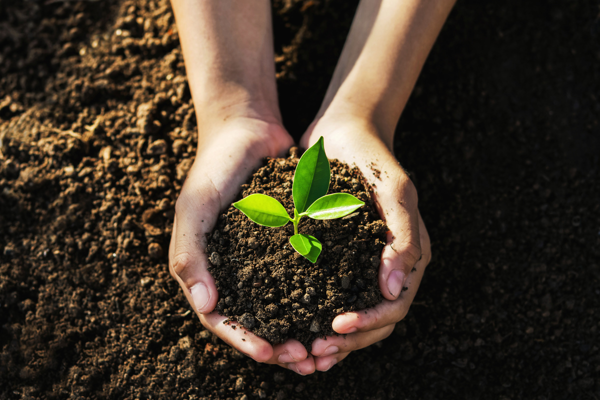 Duas mãos pegando punhado de terra com uma pequena planta verde em cima, representando o elemento Terra.