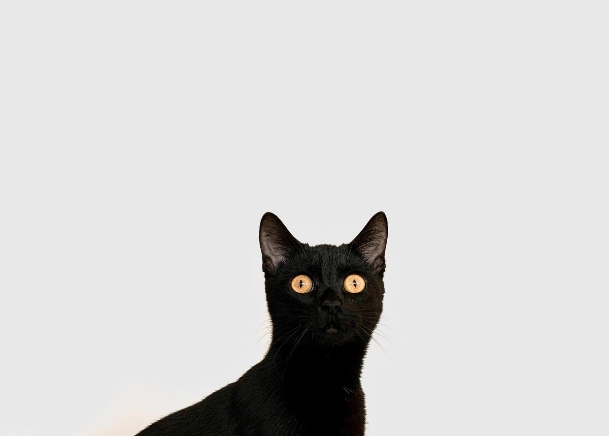 Gato preto com expressão de choque em um fundo branco.