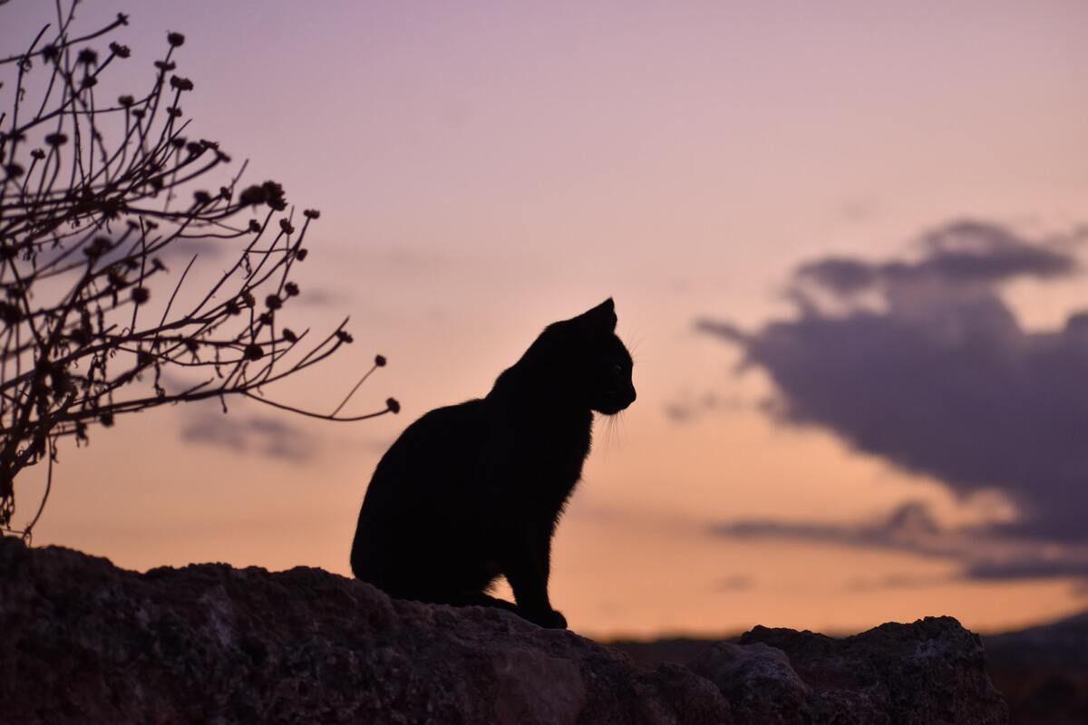 Silhueta de um gato preto em cima de um muro, céu rosa e roxo ao fundo. 