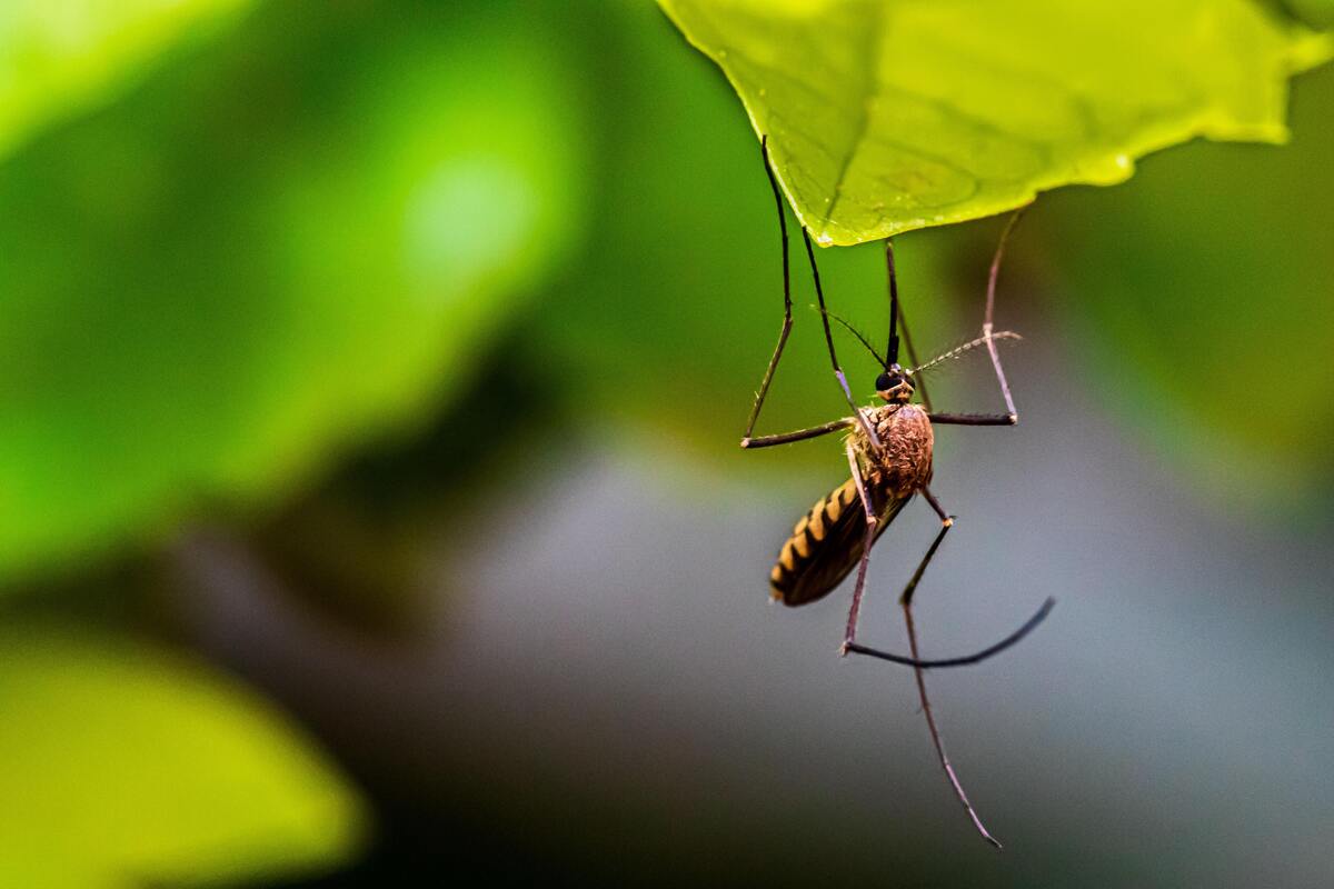 Mosquito pousado em folha.