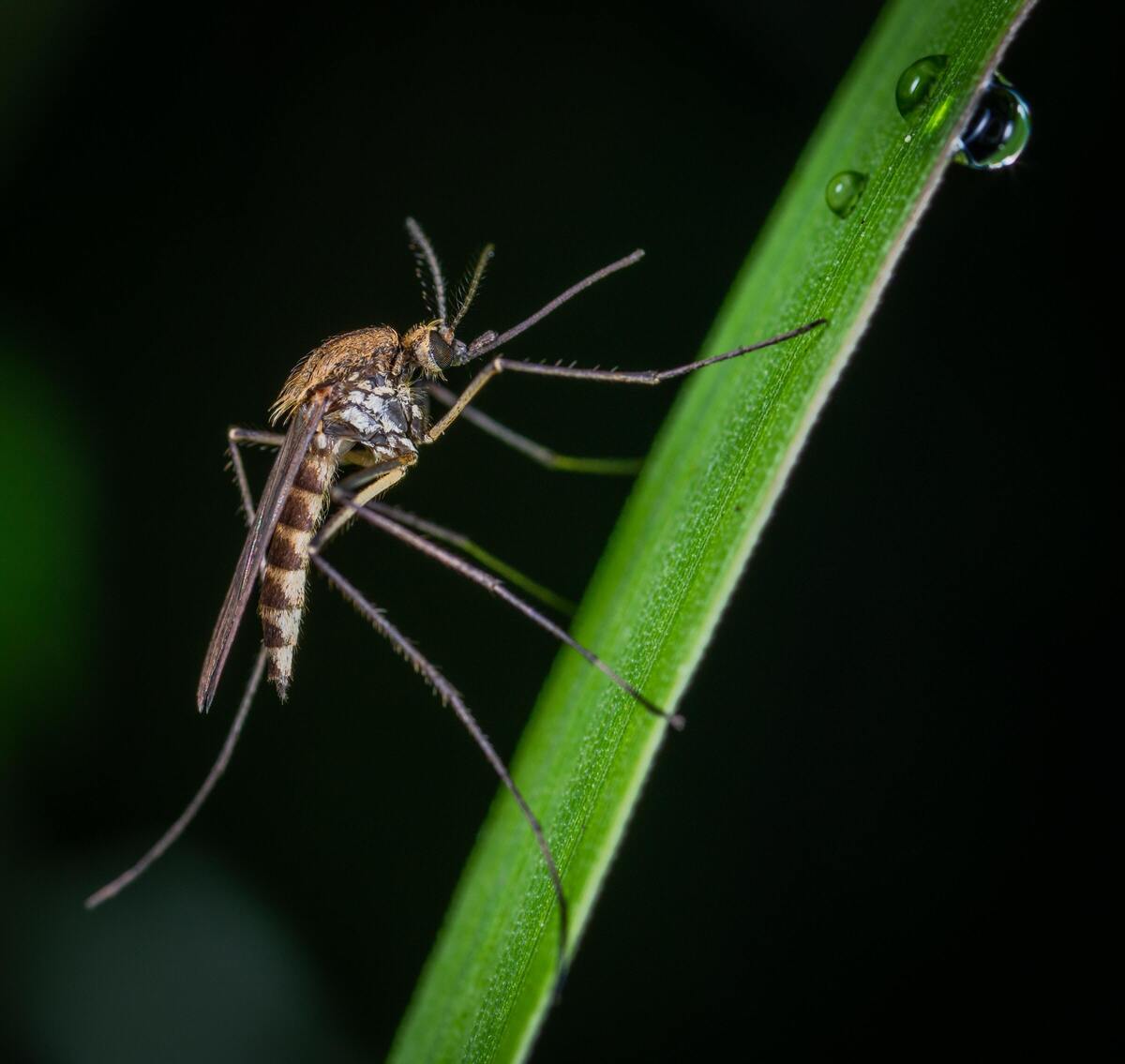 Mosquito parado em folha molhada.