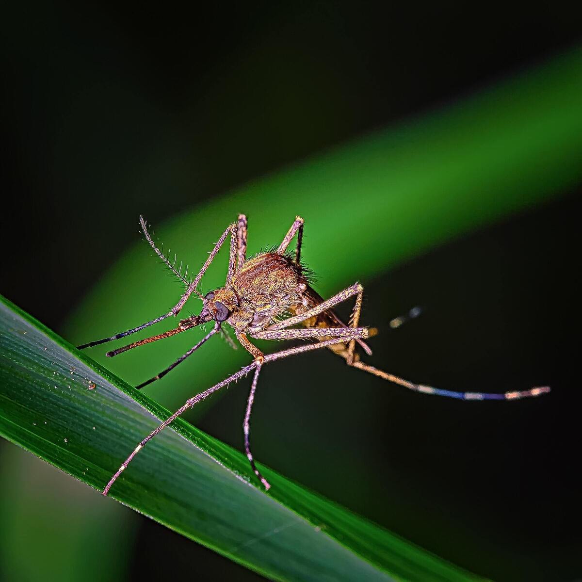 Mosquito pousado em folha.