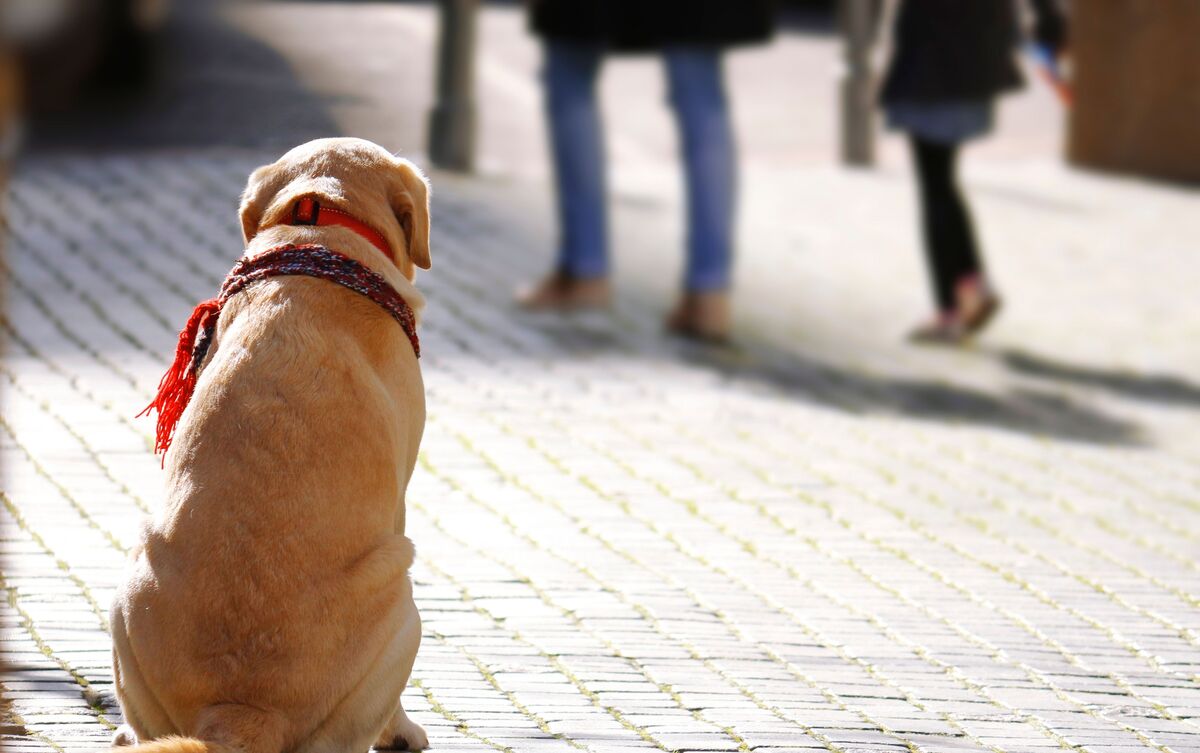 Cachorro parado em praça.