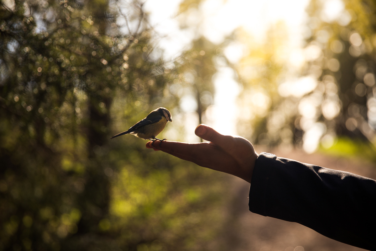 Passarinho pousando em mão de pessoa enquanto ambos estão dentro de uma floresta.