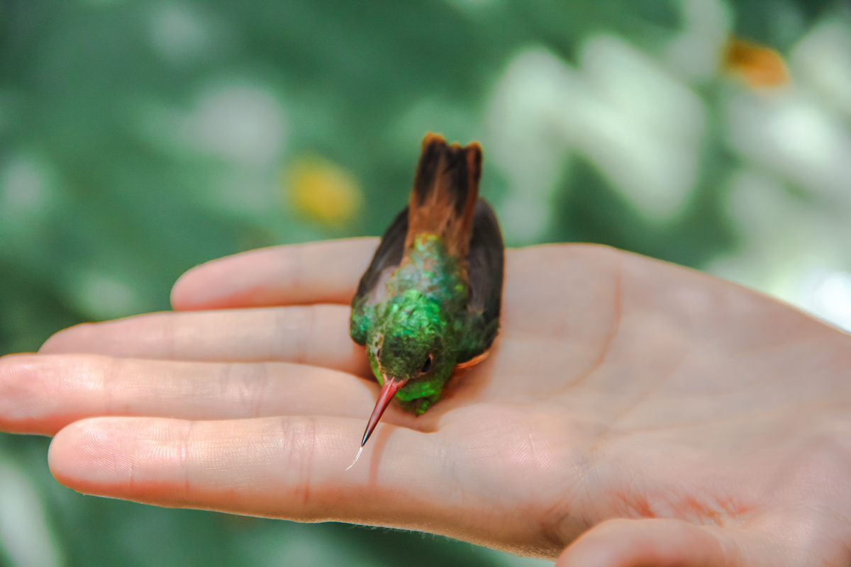 Beija-flor verde pousando na mão de pessoa.