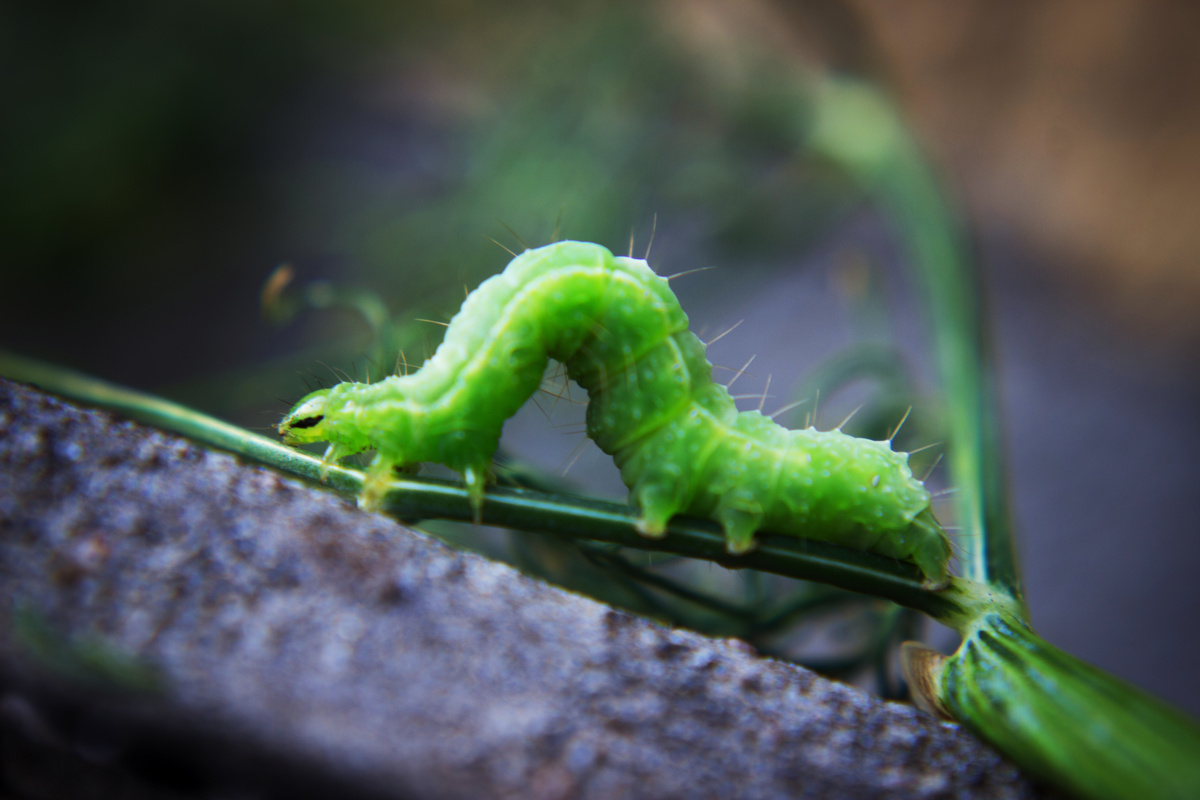 Lagarta verde e pequena