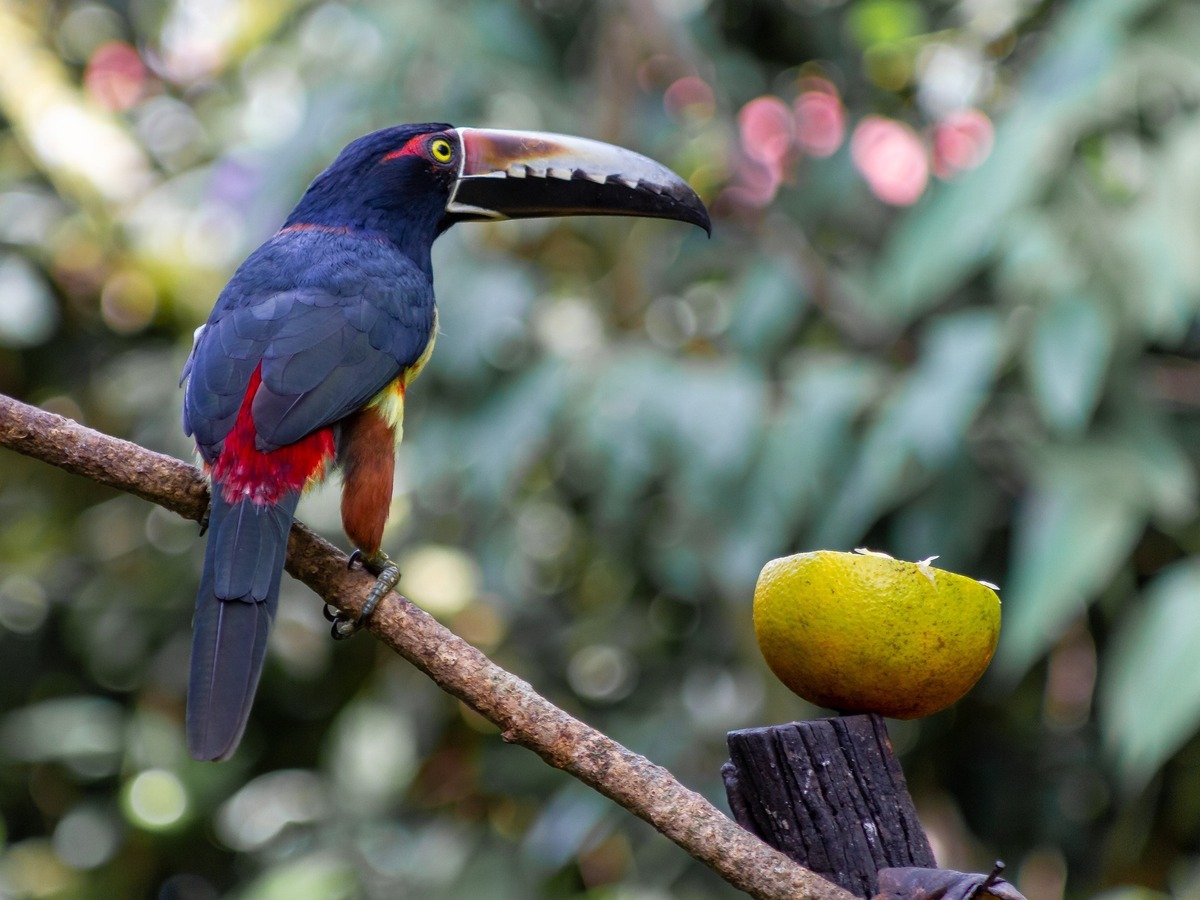 Tucano preto e azul