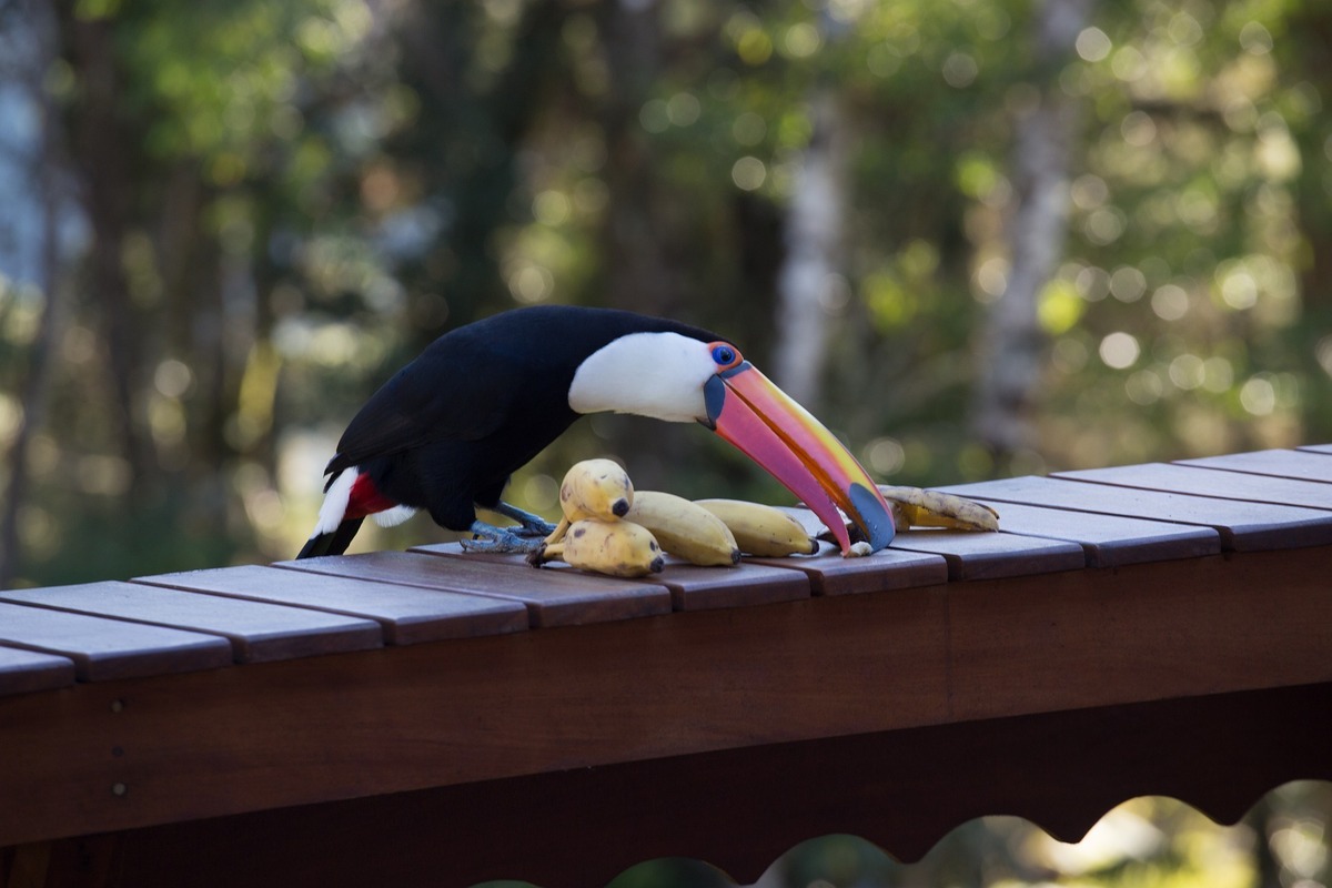 Tucano se alimentando de bananas