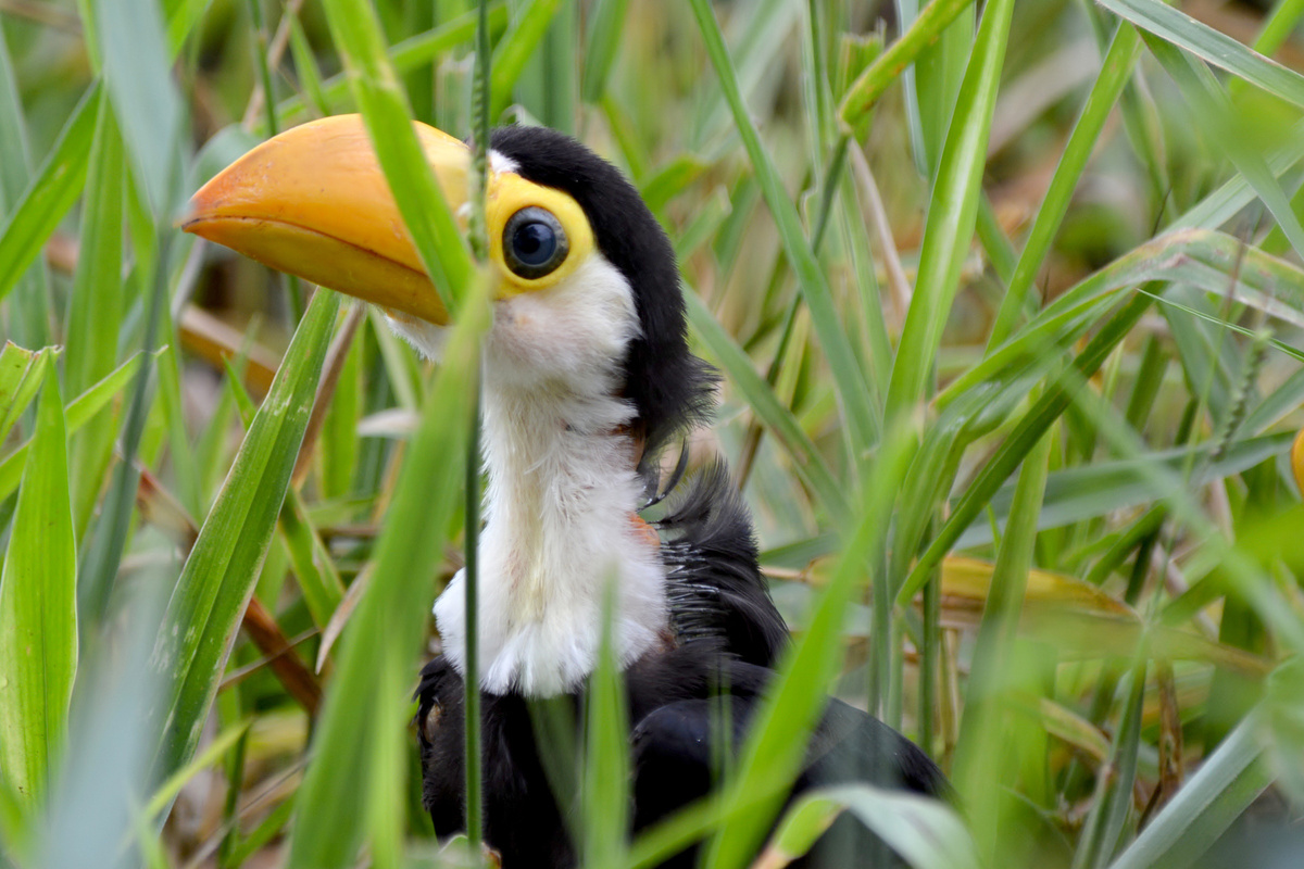 Filhote de tucano