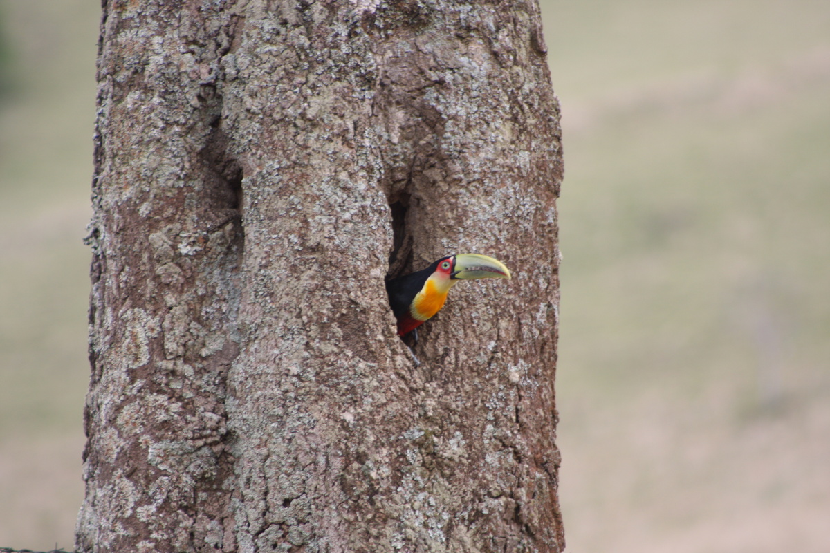 Tucano pequeno em árvore