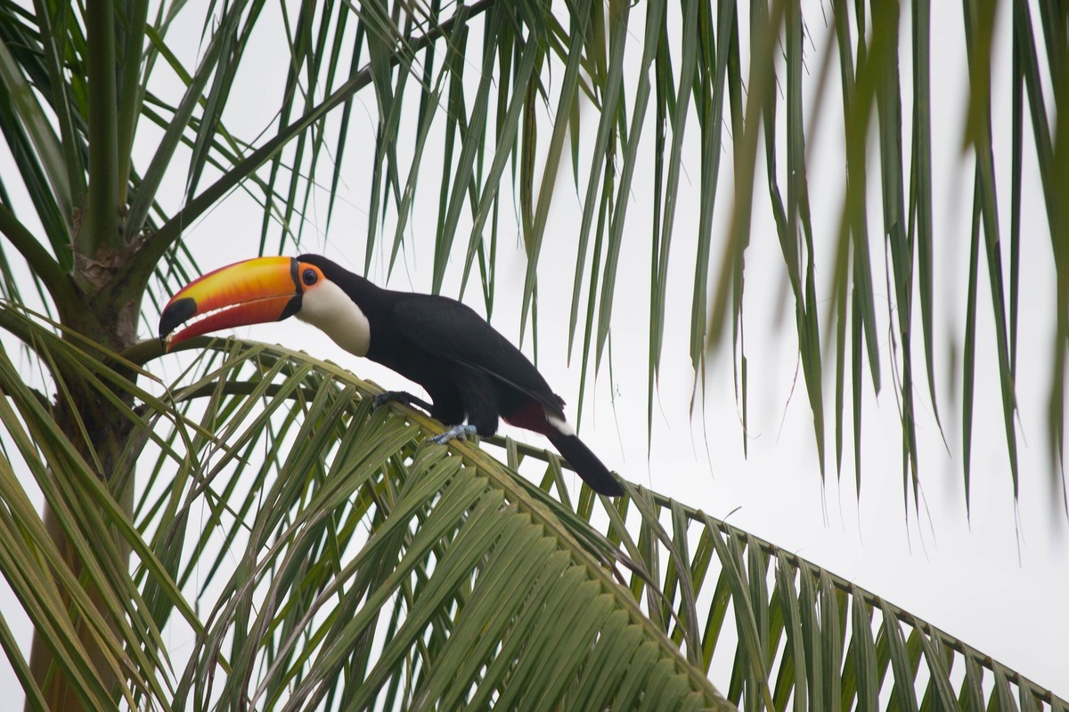 Tucano pousado em árvore