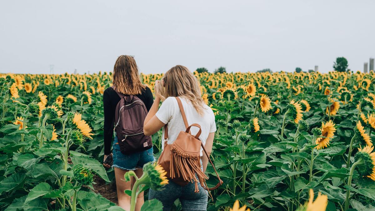 Duas mulheres andando em um campo de girassóis. 