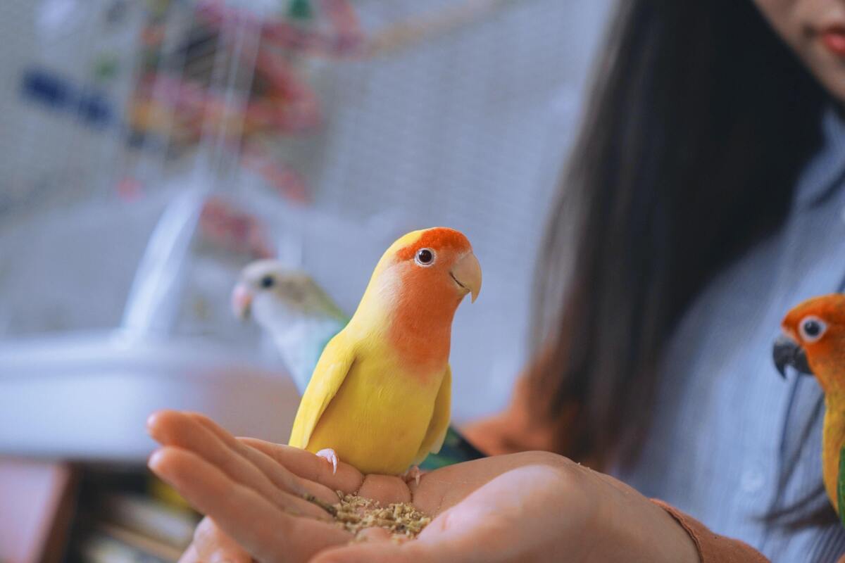 Periquito amarelo e laranja na mão de uma pessoa. 