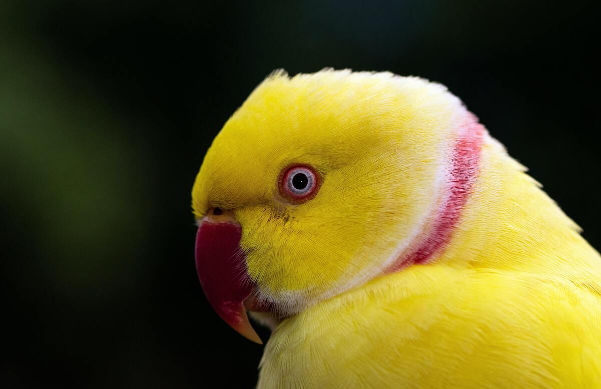 Rosto de um periquito amarelo.