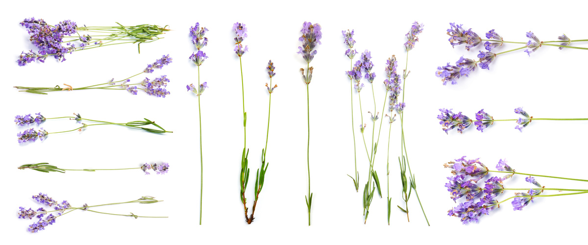 Lavanda; uma das ervas de omulu