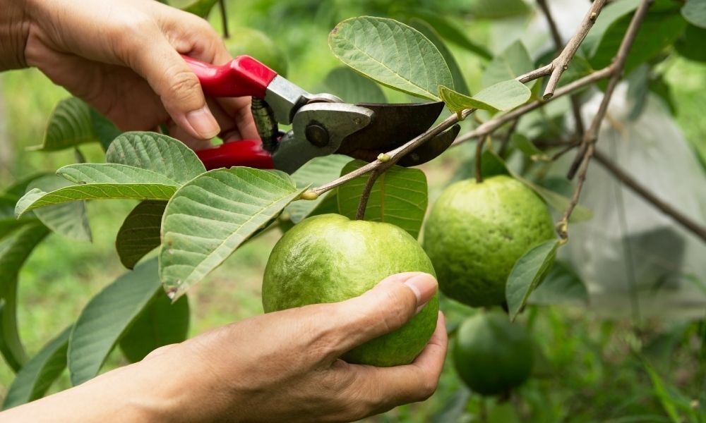 Mãos cortando galhos de goiabeira para colher a fruta.