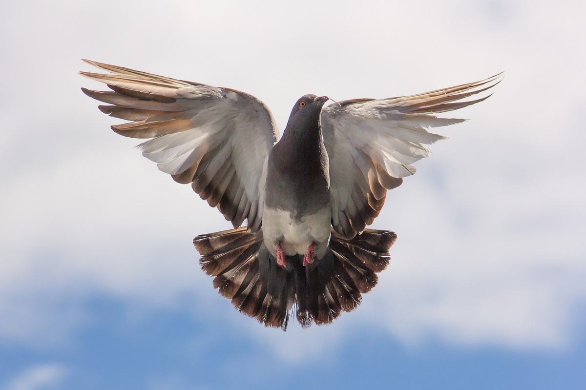 Pombo cinza voando