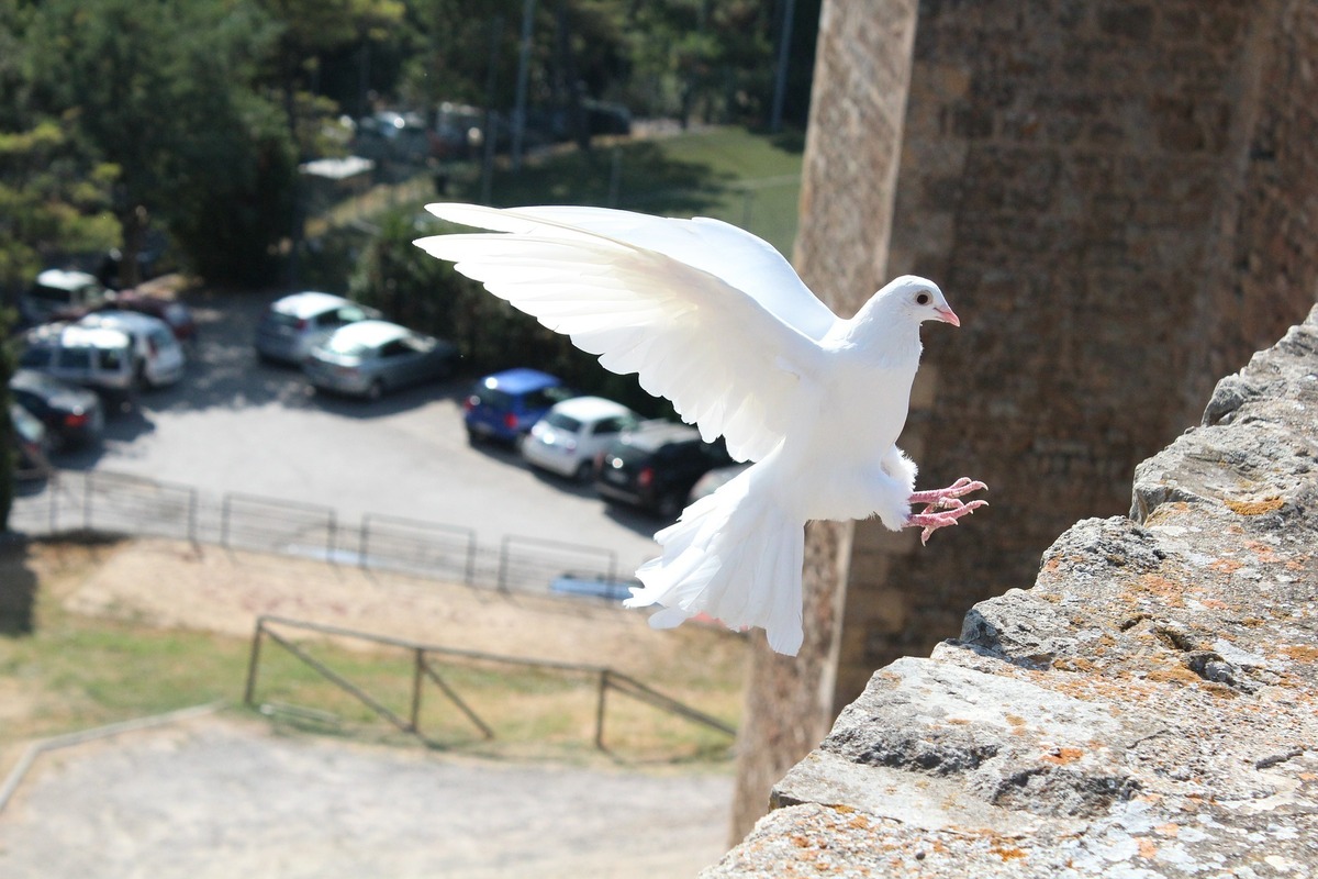 Pombo branco voando