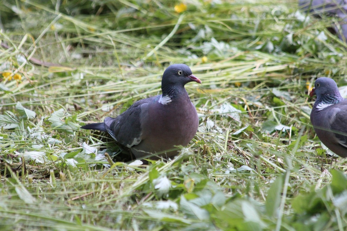 Pombo cinza e preto