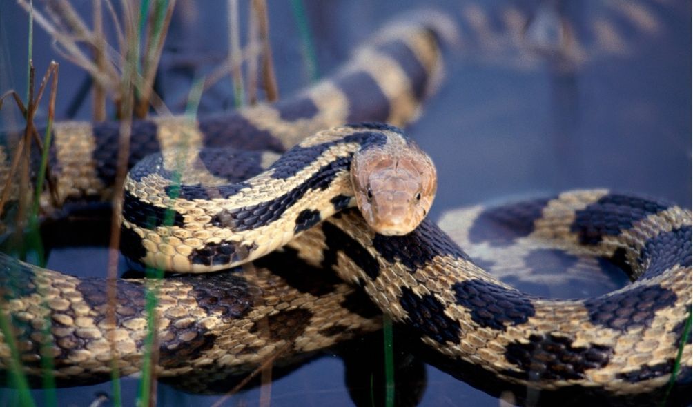 Cobra na água olhando fixamente